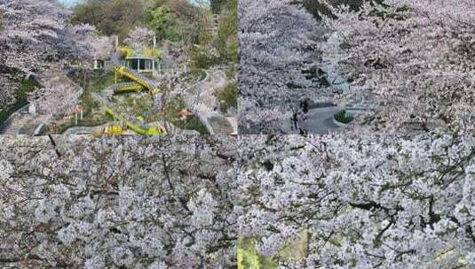 杭州樱花花开花瓣飘落樱花爱情春天高清在线视频素材下载