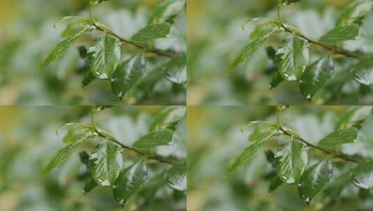 雨后的植物绿叶上的水珠高清在线视频素材下载