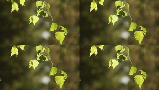 叶子 绿叶 植物自然高清在线视频素材下载