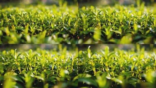 翠绿茶叶嫩芽特写镜头茶文化高清在线视频素材下载