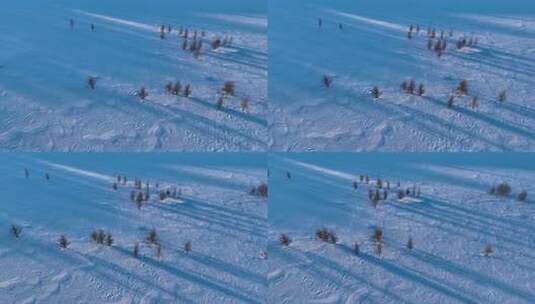 航拍雪原松树光影高清在线视频素材下载