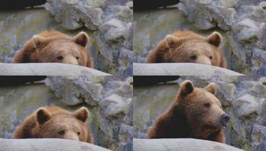 藏在石头后面的小棕熊高清在线视频素材下载