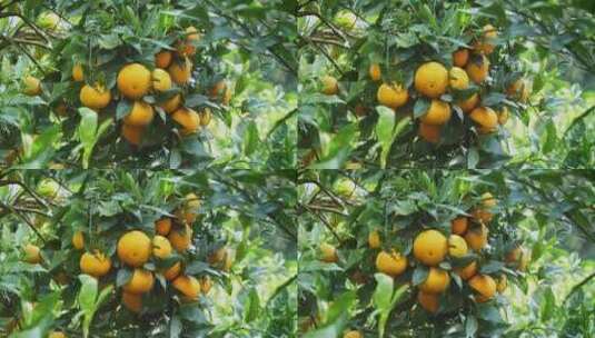 广西沃柑橘子实拍高清在线视频素材下载