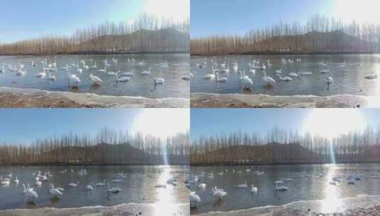 冬日逆光照射的湖里，一群白天鹅戏水高清在线视频素材下载