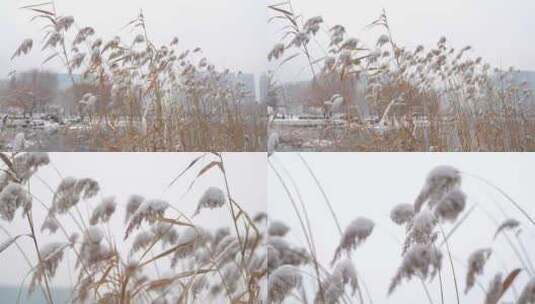 雪后湖中芦苇上的积雪高清在线视频素材下载