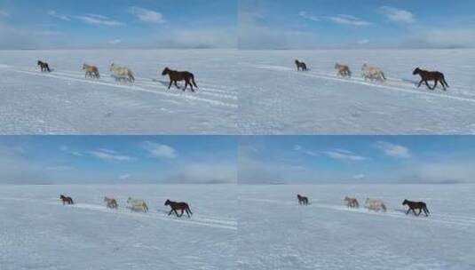 呼伦贝尔冬天的草原马群1440高清在线视频素材下载