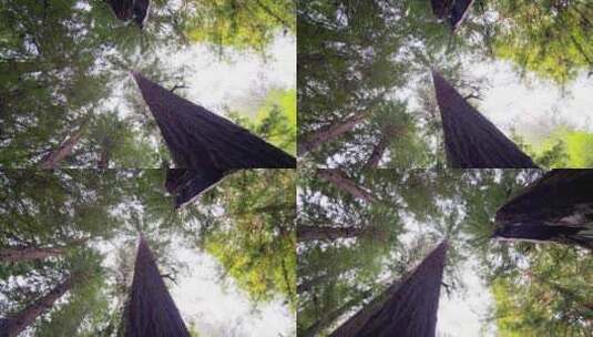 旋转仰拍森林中的大树高清在线视频素材下载