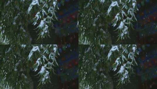 覆盖满雪的竹根高清在线视频素材下载