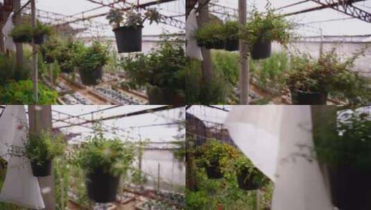泰国温室里挂着的花盆高清在线视频素材下载