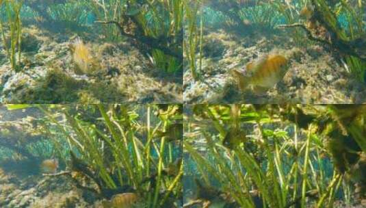 佛罗里达泉水下野生动物淡水植被和高清在线视频素材下载