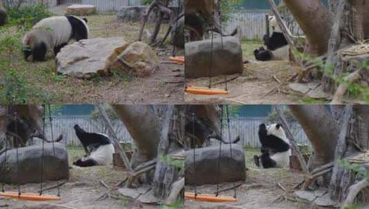 2024广州动物园游览大熊猫高清在线视频素材下载