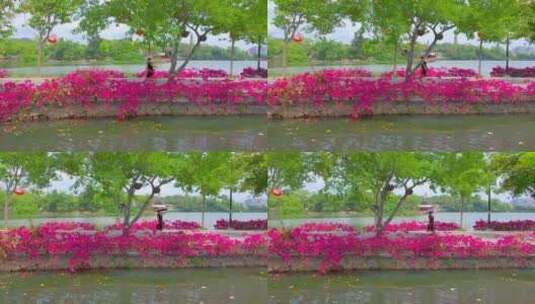 惠州西湖陈公堤三角梅6高清在线视频素材下载