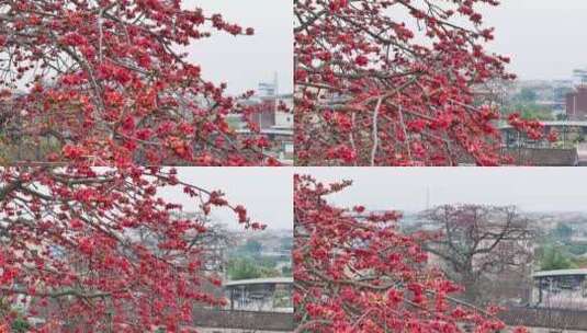 中国广东省广州市南沙区九涌桥东木棉花高清在线视频素材下载