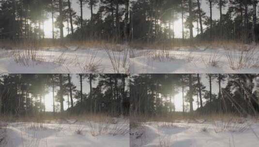 特写被大雪过后日落余晖的森林草地高清在线视频素材下载