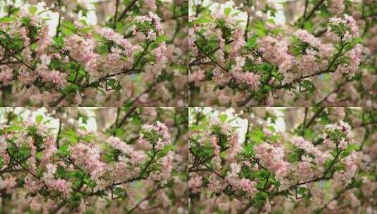 春天植物素材，微风中盛开的海棠花高清在线视频素材下载