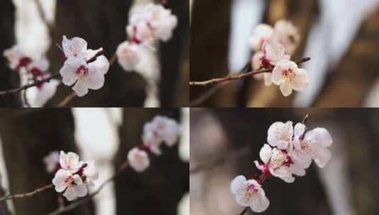 （合集）春天盛开的杏花花朵高清在线视频素材下载