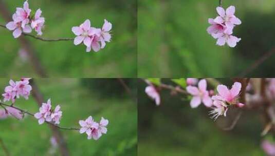 春季桃花盛开高清在线视频素材下载