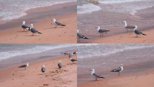 海滩沙滩上的海鸥高清在线视频素材下载