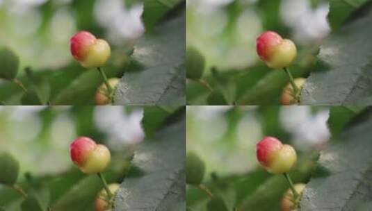 即将成熟的大樱桃高清在线视频素材下载