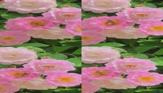 苏州园博园花卉拍摄高清在线视频素材下载