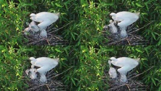 白鹭在树上繁殖下一代高清在线视频素材下载