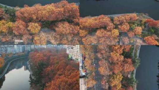 秋天枯黄数值树叶枫叶植物航拍高清在线视频素材下载