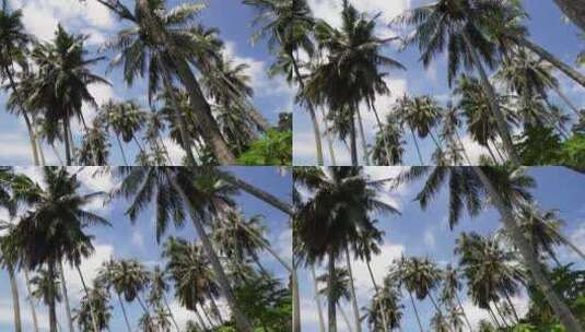 移动和查找椰子树高清在线视频素材下载