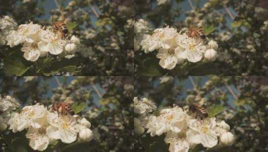 蜜蜂拍打翅膀，从开花的植物上飞下来高清在线视频素材下载