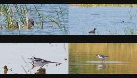 野外拍摄野鸭子 黑翅长脚鹬高清在线视频素材下载
