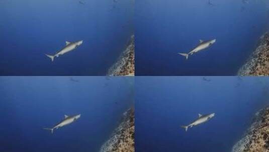 海底鲨鱼高清在线视频素材下载