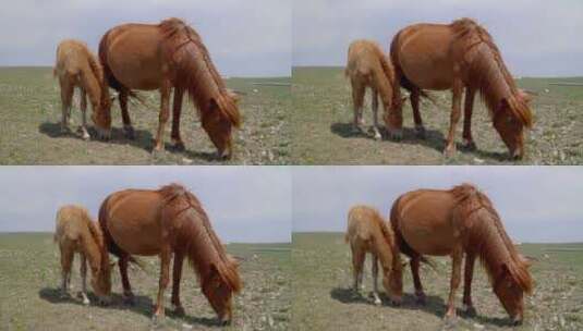 内蒙古呼和浩特大草原吃草的马群高清在线视频素材下载
