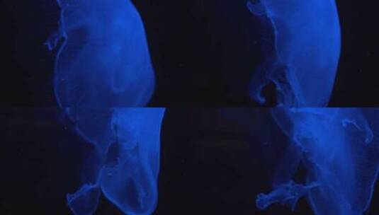 水母在水中推进自己高清在线视频素材下载
