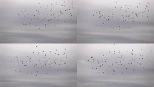 鸟群天空飞翔素材高清在线视频素材下载