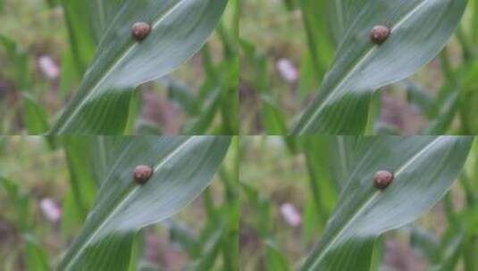 农村农田青色玉米生长蜗牛高清在线视频素材下载