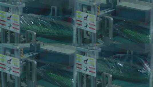 4K黄瓜加工蔬菜工厂包装流水线工作高清在线视频素材下载