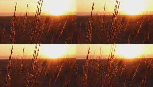 夕阳照耀枯草的特写镜头高清在线视频素材下载