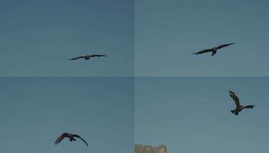 雄鹰在蓝天自由飞翔高清在线视频素材下载