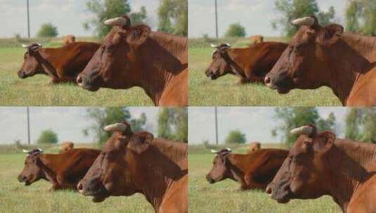 在牧场吃草的牛高清在线视频素材下载