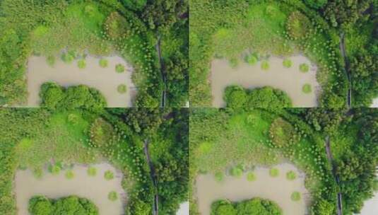 春天广州湿地公园航拍高清在线视频素材下载