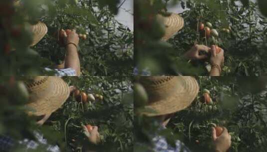 男子摘下熟透了的西红柿高清在线视频素材下载