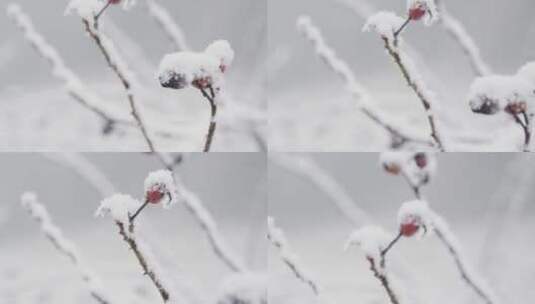 森林中白雪覆盖浆果的极端特写镜头高清在线视频素材下载