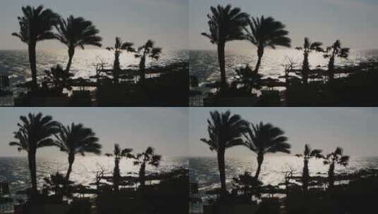 晨海背景下棕榈树的剪影高清在线视频素材下载