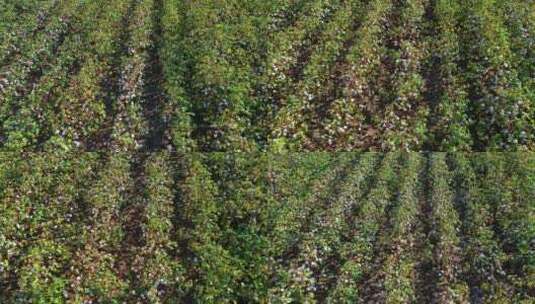 航拍三角洲地区的棉花种植园高清在线视频素材下载