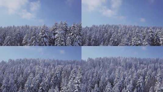 冬天被雪覆盖的森林高清在线视频素材下载