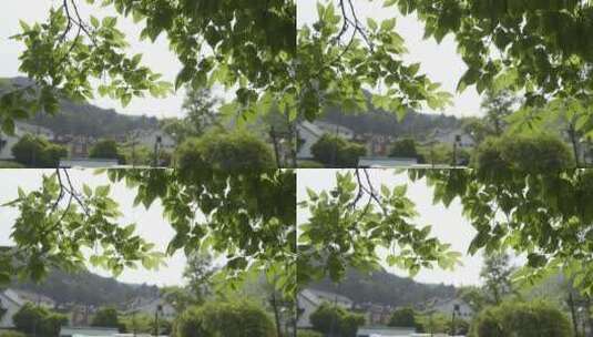 树林逆光树叶高清在线视频素材下载