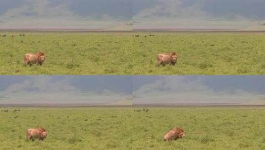 草原上的一只狮子高清在线视频素材下载