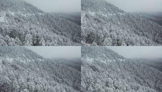 航拍湖北神农架冬季冬天冰雪雪松雪景高清在线视频素材下载