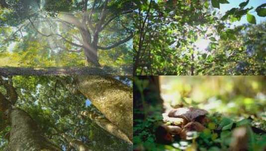 森林大自然-逆光光影清晨光线丁达尔光4K高清在线视频素材下载