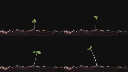 种子生根发芽生长生命孕育过程延时动画高清在线视频素材下载