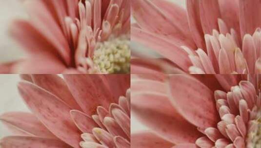 微距粉色非洲菊雏菊高清在线视频素材下载